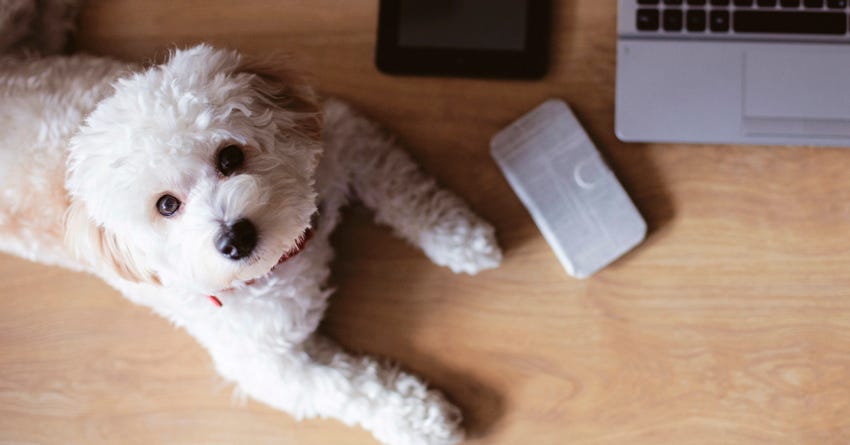 4 Strategies for Working from Home With Pets