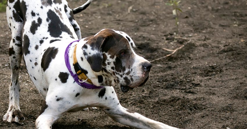 9 Emotions Dogs Display with Their Body Language