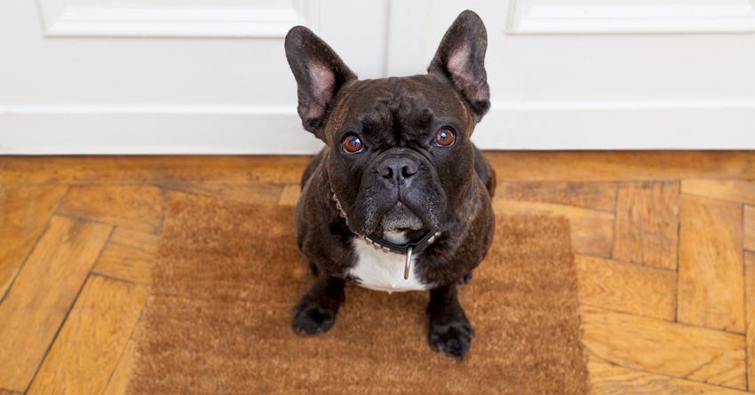 7 Ways to Train Your Dog Every Day