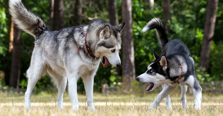 6 Tips for Peace between Your Old Dog and Young One