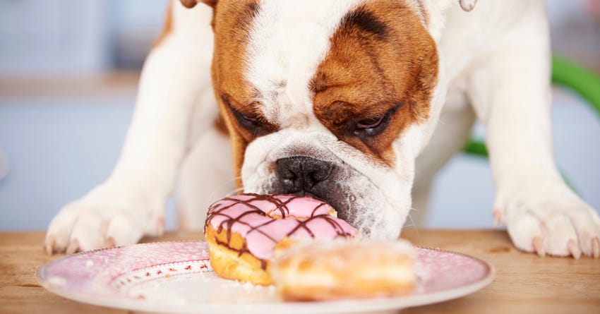 Should Your Dog Eat Sugar? Reasons Why Popular Sweeteners Can Be Bad For Your Pooch
