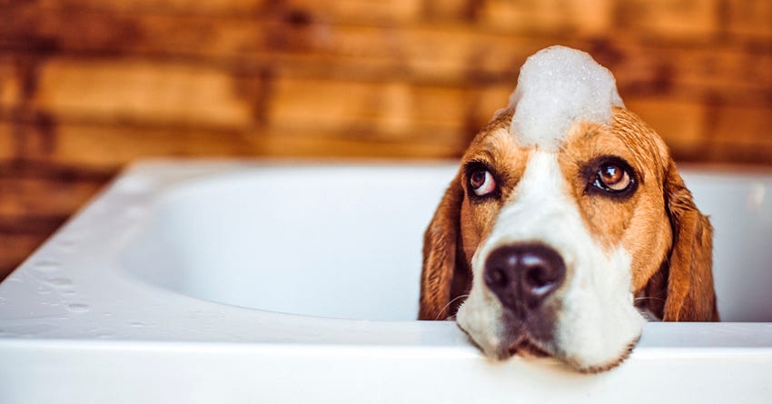 How To Treat Your Dog To An In-Home Spa Day