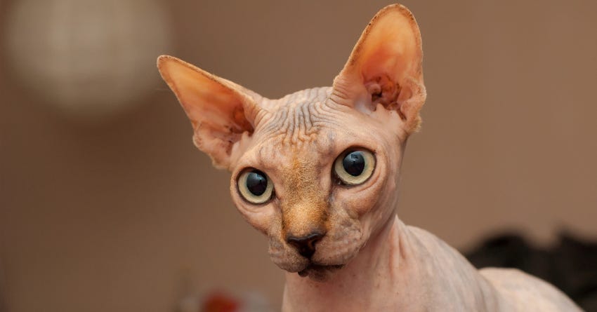 Is That a CAT? What It's Like Owning a Hairless Cat