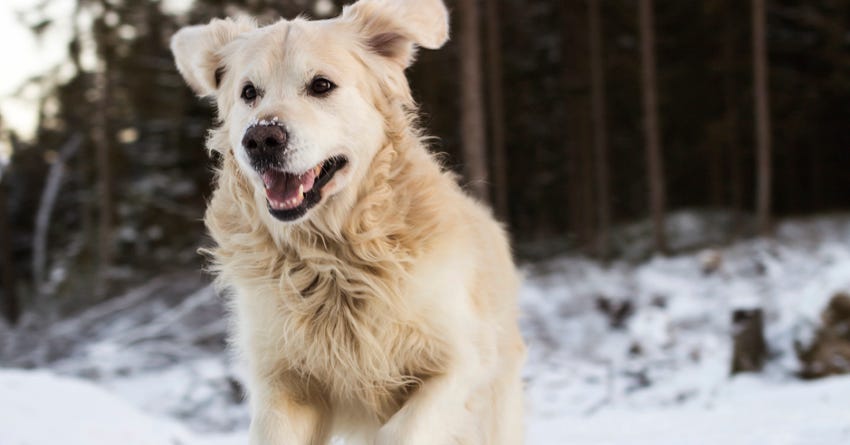 Can You Boost Your Dog's Immune System?
