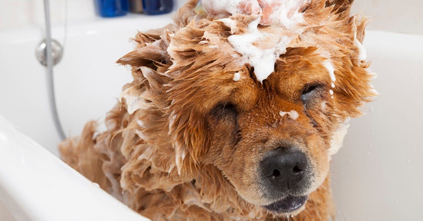 Shampoo for Dogs with Skin Problems