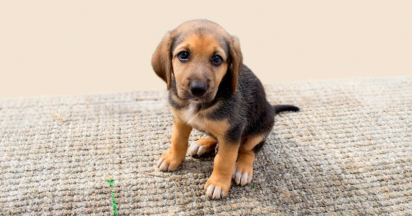 8 Ways To Puppy Proof Your Home