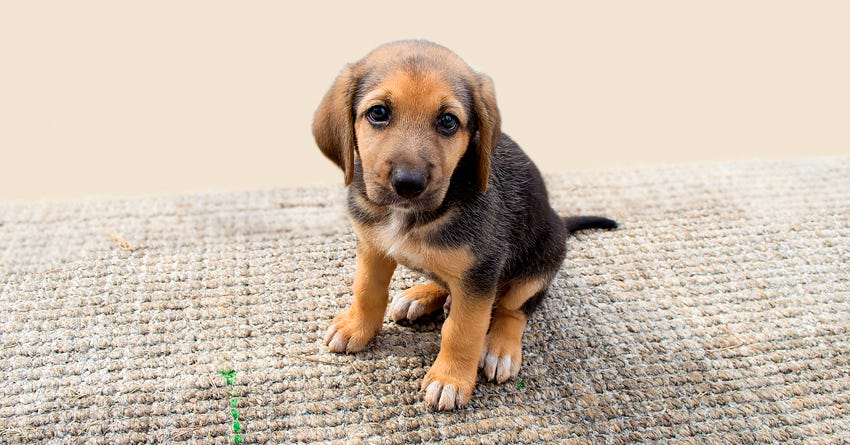 8 Ways To Puppy Proof Your Home