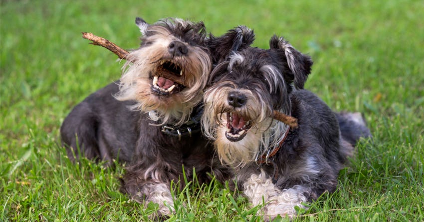 6 Suggestions for Keeping Your Old Dog Moving