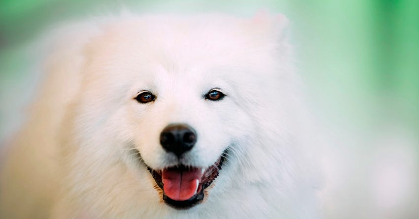 How to Deal with Springtime Shedding