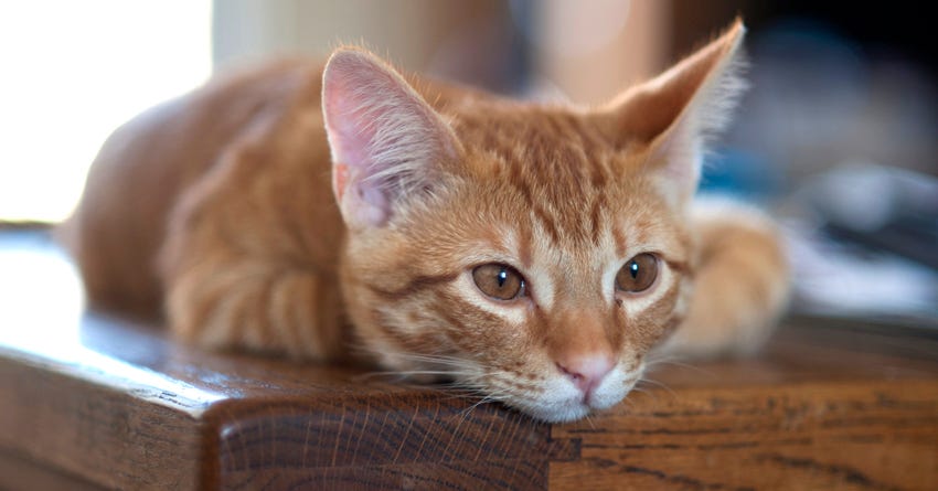 Do Pet Pheromone Plugs-Ins Really Work?