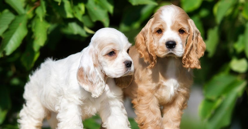 What Is Littermate Syndrome?