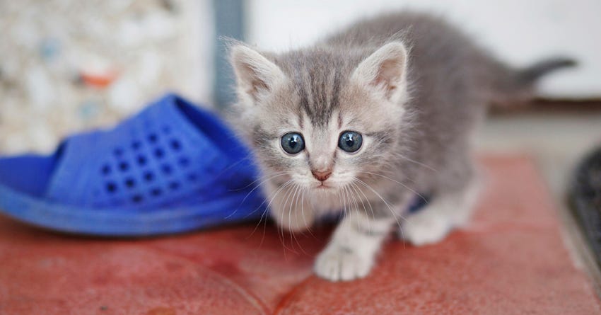 6 Tips to Thwart Kitten Aggression