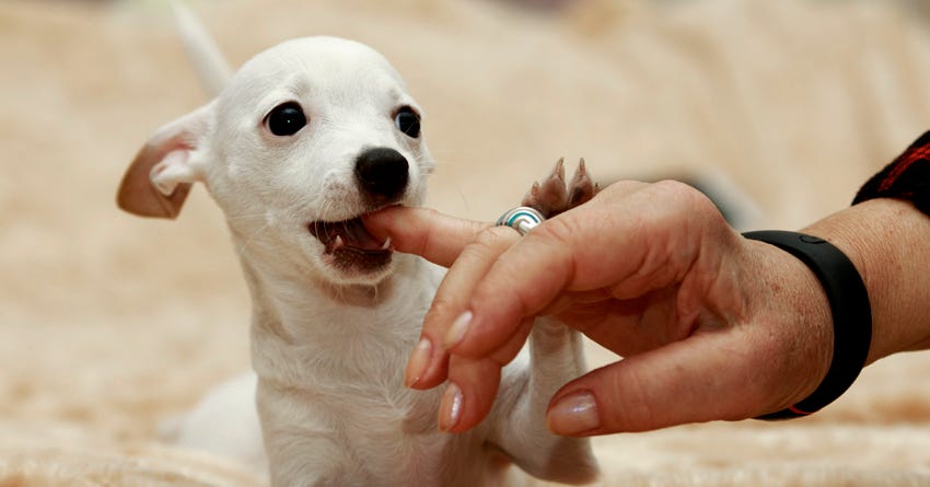 My puppy is biting! What do I do?