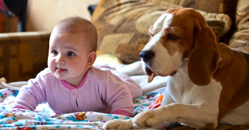 How to Prepare to Introduce a New Baby to Your Fur-Baby