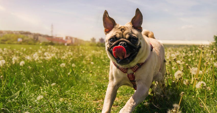 6 Fun And Free Activities to Improve Your Dog’s Physical Fitness