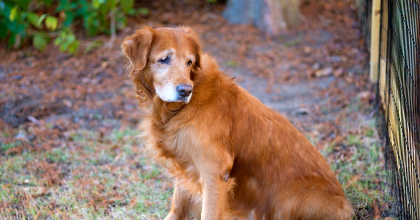 Changes to Expect as your Dog Grows Older