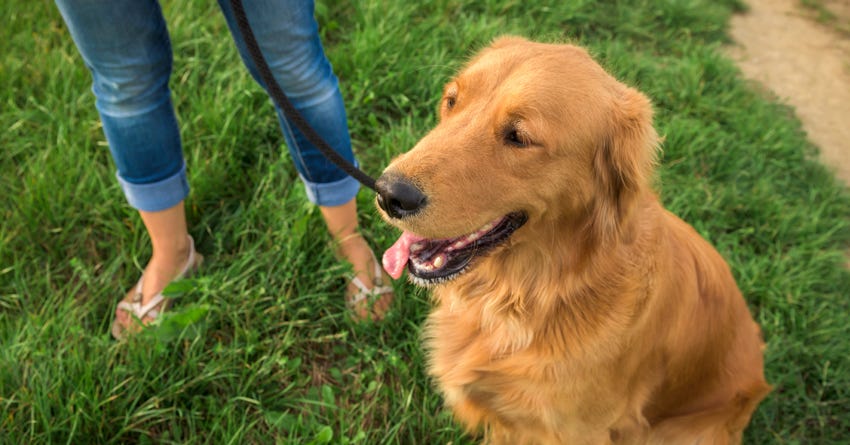 Are Some Dogs Easier to Train Than Others?
