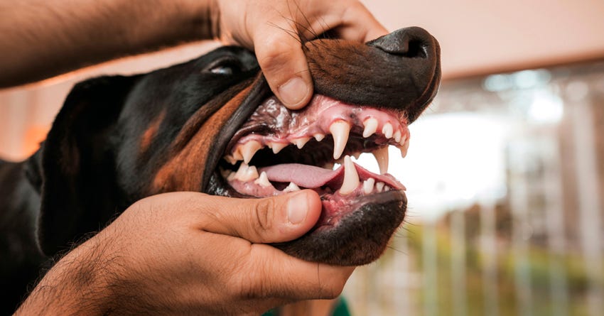 Periodontal Disease in Dogs