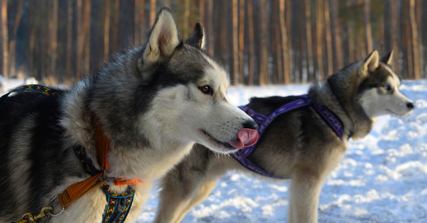 6 Tips to Keep a Working Dog Working