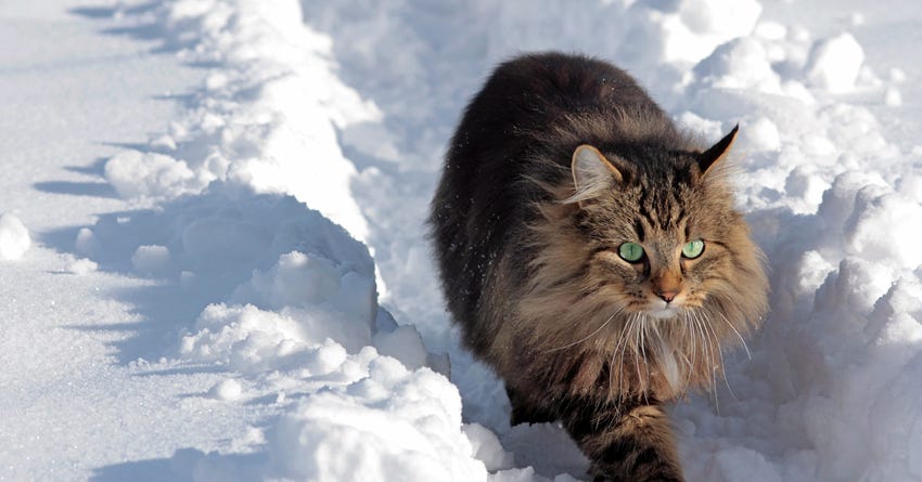 6 Winter Tips for People Who Love to Walk Their Cats