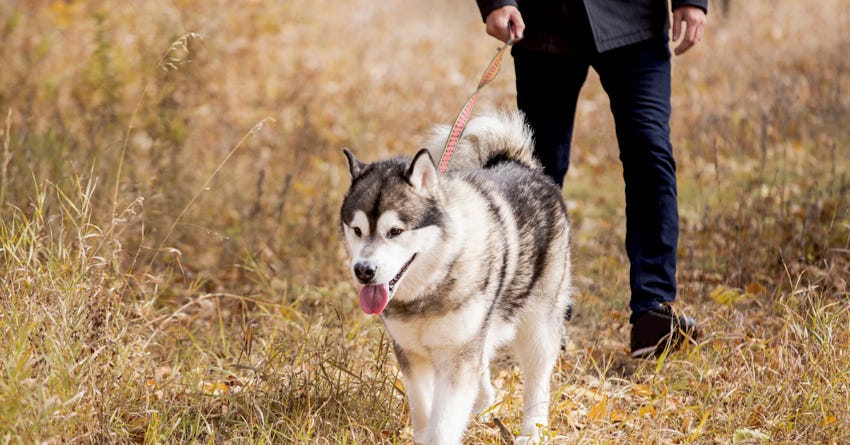6 Tips For Keeping Your Boredom-Prone Dog Motivated On His Walk