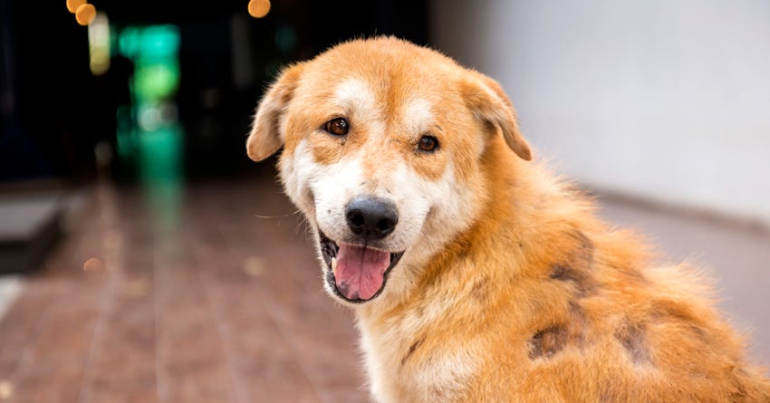 Hair Loss in Dogs: Types, Causes, Treatments