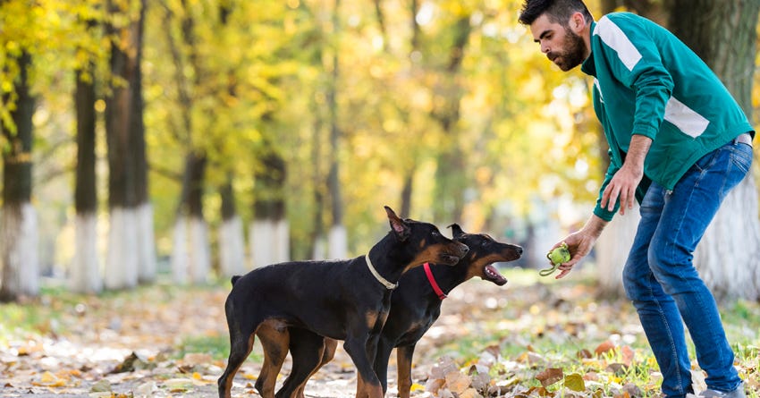 Dog Training in Everyday Life
