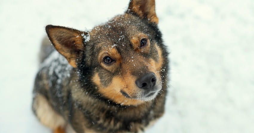 Make Mine a Mutt: 6 Reasons to Love Mixed Breed Dogs