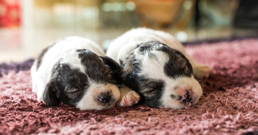 Buying a Puppy? What to Ask, What to Watch Out For, and Where to Go