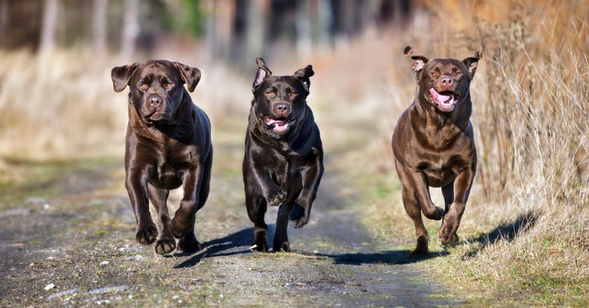 Tips For Choosing A Pet Insurance Policy