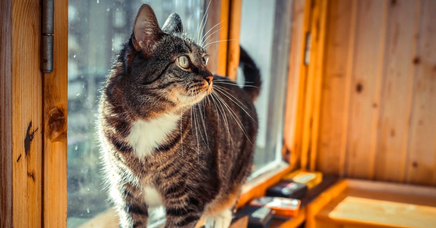 Cat-Proofing Your Home: Tips from Veterinarian Dr Angela Gaeto
