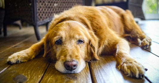 7 Ways to Support a Friend After Losing a Pet