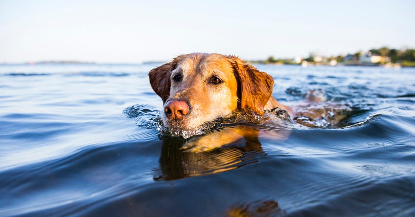Water Safety Tips for Dogs