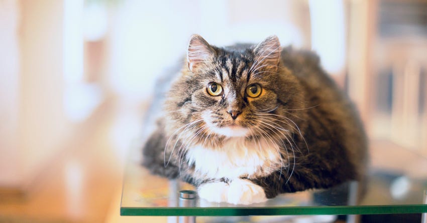 Ways to Play With Your Senior Cat