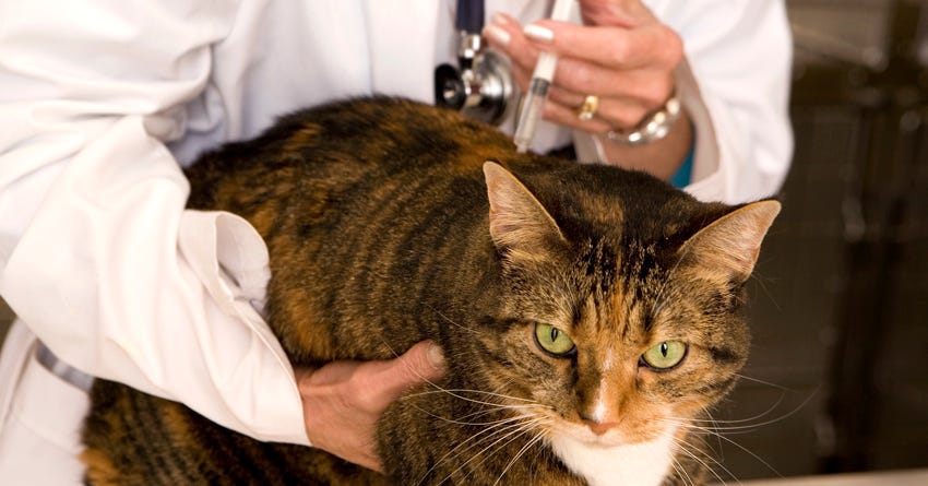 Do Indoor Cats Need Rabies Vaccinations?