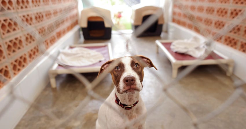 rescued dog