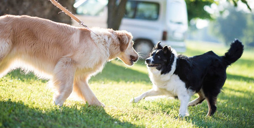 How to Keep Dog Play From Getting Too Rough