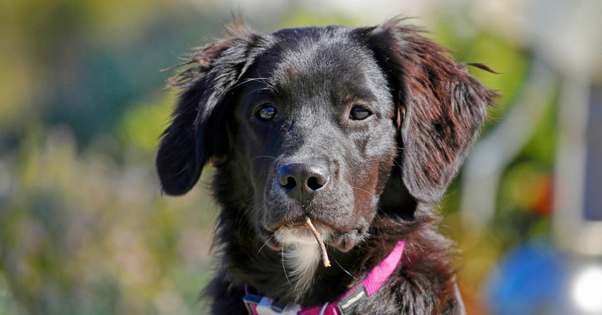 Why Dogs Have Different Ears