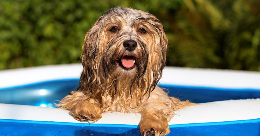 Summer Dog Hacks