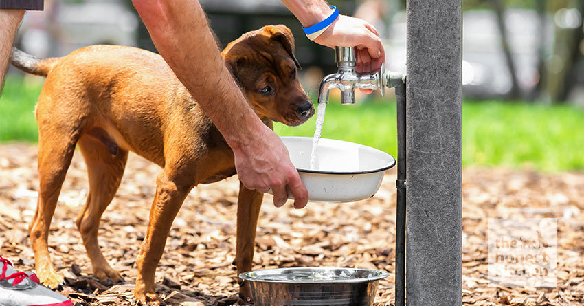 Why Is My Dog Drinking So Much Water and When Should I Be Concerned?