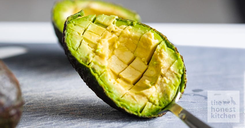 dog avocado
