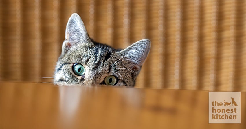Kitten Adolescence is a Real Thing