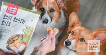 A Guide to Picking Healthy Treats for Puppies