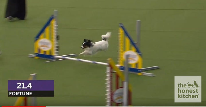Meet Fortune, the Westminster 8" Agility Title Winner and Honest Kitchen Pup!