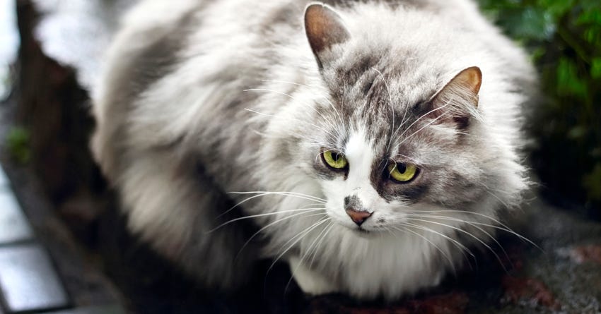 Helping Your Cat through a Feline Upper Respiratory Infection