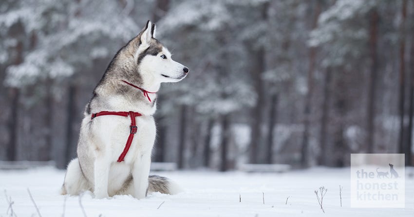 husky
