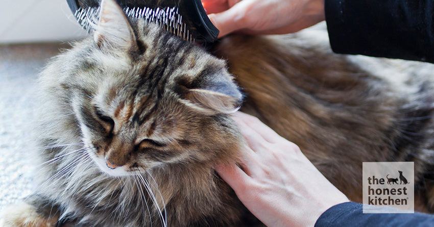 Best Cat Food for a Healthy Coat: 7 Best Foods for Fur and Skin