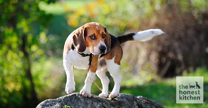 4 Worms You Can Get From Your Dog
