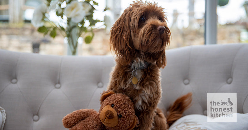 How To Choose the Best Dog Food for Your Cockapoo