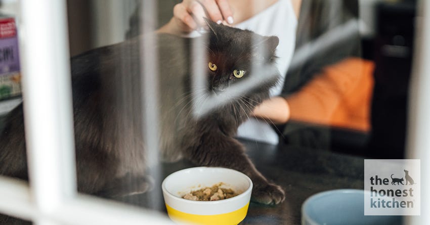 Cat with food looking out of window